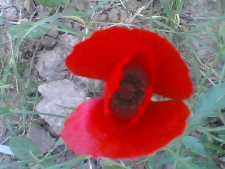 fleur de l'amour rouge